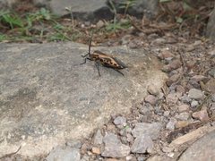 Sephina vinula