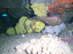 Pempheris klunzingeri