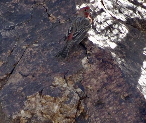 iNaturalist observation photo of House Finch