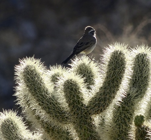 iNaturalist observation photo of Black-throated Sparrow