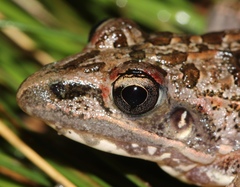 Ptychadena uzungwensis