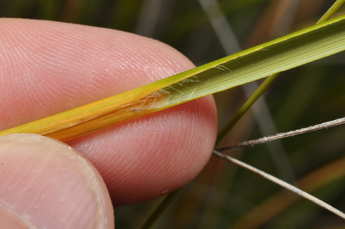 Image of Chionochloa defracta by (c) Pieter Pelser, some rights reserved (CC BY)