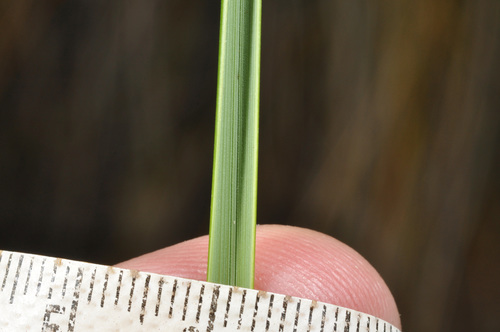 Image of Chionochloa defracta by (c) Pieter Pelser, some rights reserved (CC BY)
