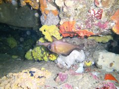 Pempheris klunzingeri