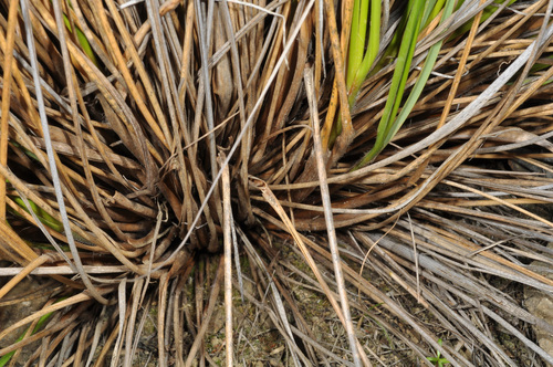 Image of Chionochloa defracta by (c) Pieter Pelser, some rights reserved (CC BY)