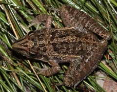 Ptychadena uzungwensis