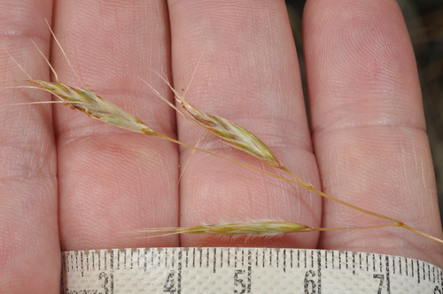 Image of Chionochloa defracta by (c) Pieter Pelser, some rights reserved (CC BY)