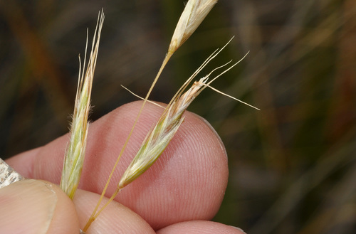 Image of Chionochloa defracta by (c) Pieter Pelser, some rights reserved (CC BY)