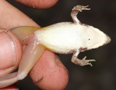 Ptychadena uzungwensis