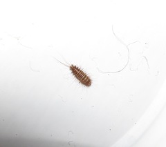 Anthrenocerus australis