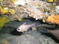 Pempheris klunzingeri