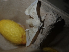 Bombyx mori