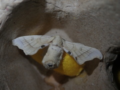 Bombyx mori