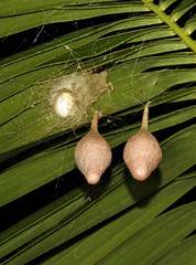 Ordgarius magnificus