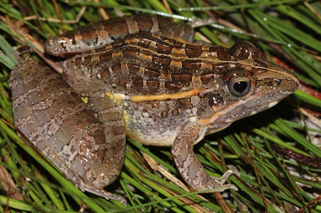Udzungwa Grass Frog