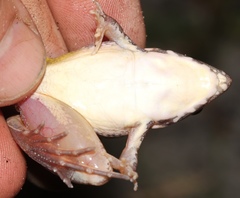 Ptychadena uzungwensis