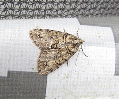 Pseudocoremia suavis