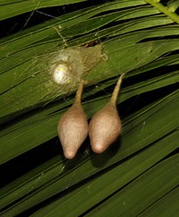 Ordgarius magnificus