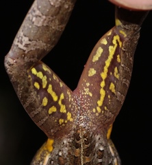 Ptychadena uzungwensis