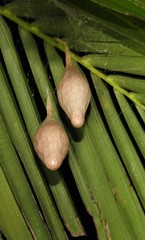 Ordgarius magnificus