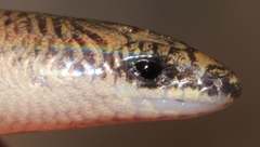Sepsina angolensis
