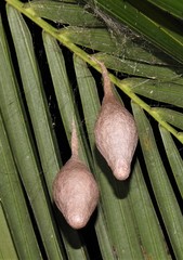 Ordgarius magnificus