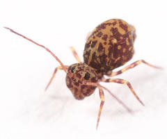 Ptenothrix marmorata