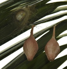 Ordgarius magnificus