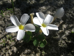 Oxalis eckloniana