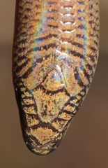 Sepsina angolensis