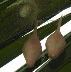 Ordgarius magnificus