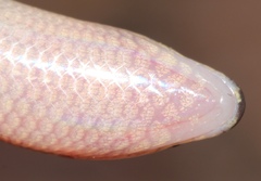 Sepsina angolensis