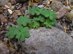 Oxalis albicans