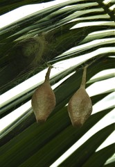 Ordgarius magnificus