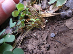Oxalis albicans