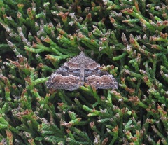Hydriomena deltoidata