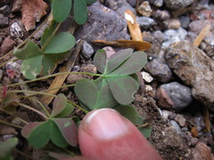 Oxalis albicans