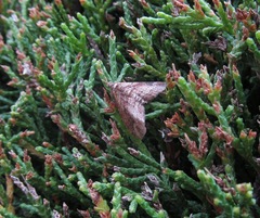 Chloroclystis filata