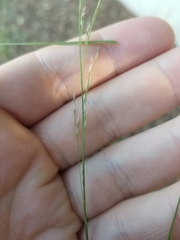 Oloptum miliaceum
