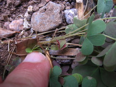 Oxalis albicans