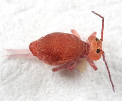 Ptenothrix unicolor