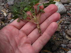 Oxalis albicans