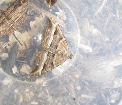 Hydriomena deltoidata
