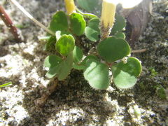 Oxalis eckloniana