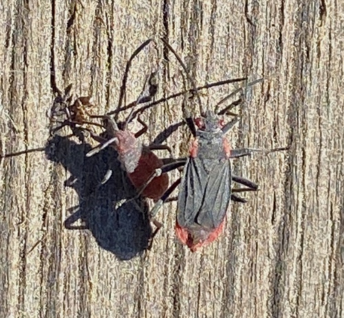iNaturalist observation photo of Red-shouldered Bug
