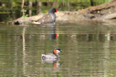 Tachybaptus pelzelnii