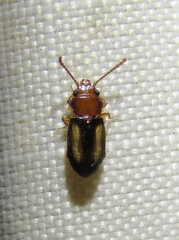 Laemophloeus terminalis