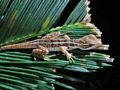 Basiliscus vittatus