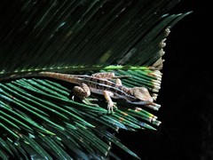 Basiliscus vittatus