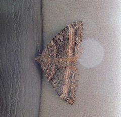 Hydriomena deltoidata